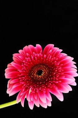 Siyah arka planda güzel pembe gerbera çiçeği