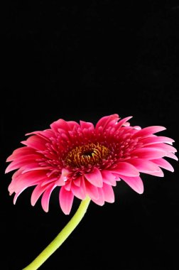 Siyah arka planda güzel pembe gerbera çiçeği