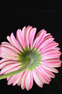 Siyah arka planda güzel pembe gerbera çiçeği