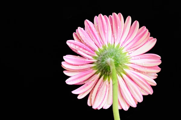 Hermosa Flor Gerberas Rosa Sobre Fondo Negro — Foto de Stock