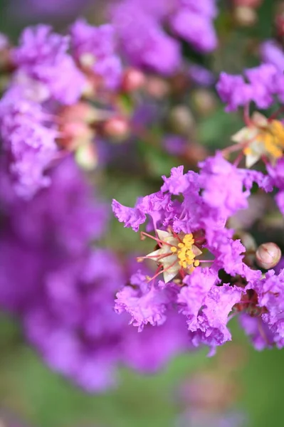 Closeup View Beautiful Purple Flowers Garden — ストック写真