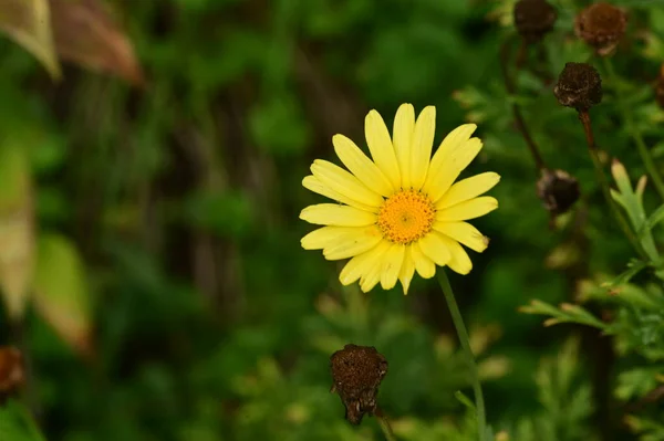 花园里美丽的黄花 — 图库照片