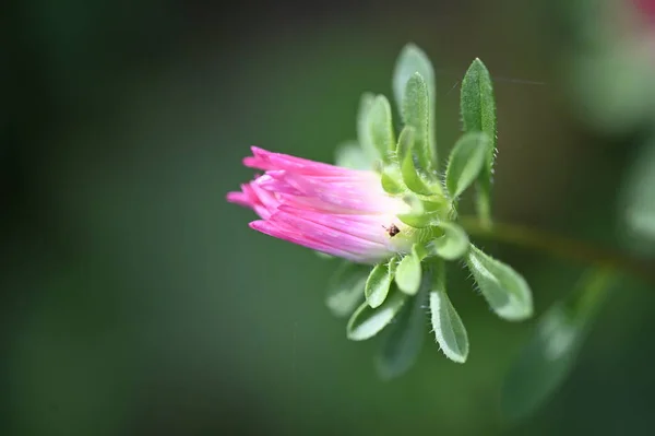 Bahçedeki Güzel Pembe Çiçeklerin Yakın Görüntüsü — Stok fotoğraf