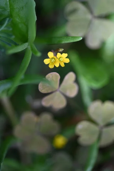 Belles Fleurs Jaunes Dans Jardin — Photo