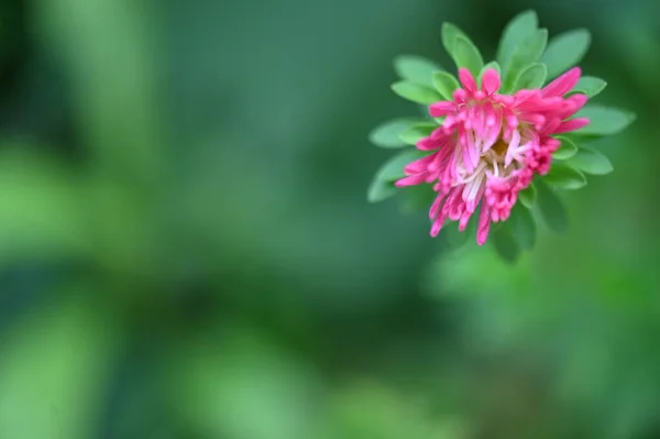 庭の綺麗なピンクの花を間近で見ることができ — ストック写真