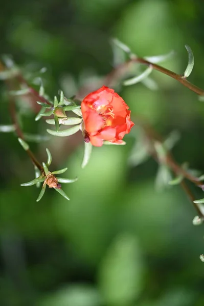 花园中美丽的红色花朵的近景 — 图库照片