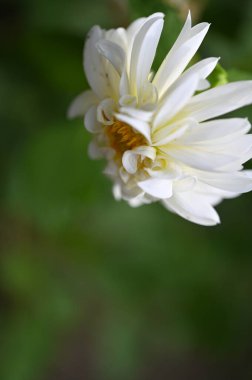 beautiful white flowers in the garden, summer concept