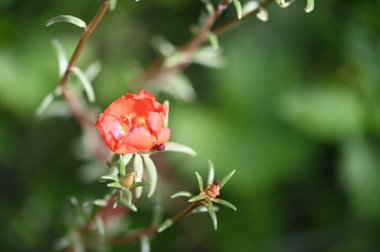 Bahçedeki güzel kırmızı çiçekleri kapat.