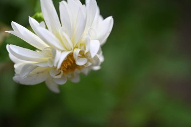 beautiful white flowers in the garden, summer concept
