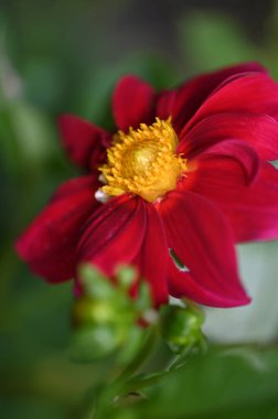 Bahçedeki güzel kırmızı çiçekleri kapat.