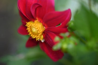 Bahçedeki güzel kırmızı çiçekleri kapat.