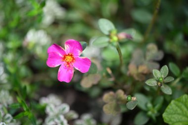 Bahçedeki güzel pembe çiçeklerin yakın görüntüsü