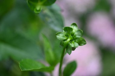 Bahçede çözünmemiş güzel çiçekler, yakın çekim manzarası.