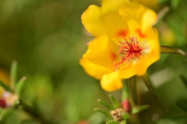 Bahçedeki güzel sarı çiçekler