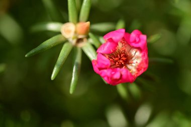 Bahçedeki güzel pembe çiçeklerin yakın görüntüsü