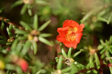 Bahçedeki güzel kırmızı çiçekleri kapat.