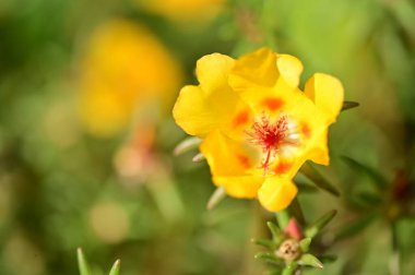Bahçedeki güzel sarı çiçekler