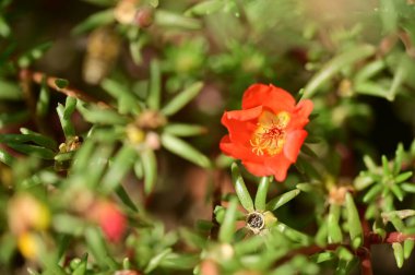 Bahçedeki güzel kırmızı çiçekleri kapat.