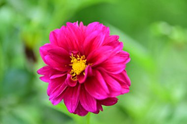 Bahçedeki güzel pembe çiçeklerin yakın görüntüsü