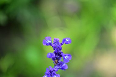 Bahçedeki güzel mor çiçeklerin yakın çekim görüntüsü