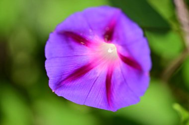 Bahçedeki güzel mor çiçeklerin yakın çekim görüntüsü