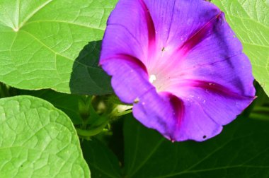 Bahçedeki güzel mor çiçeklerin yakın çekim görüntüsü