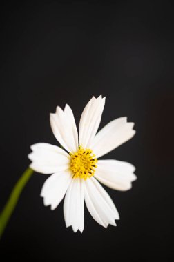 Siyah arka planda güzel beyaz çiçek