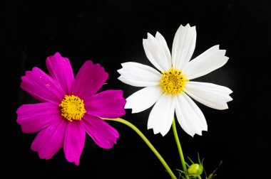 Siyah arka planda güzel pembe ve beyaz çiçekler