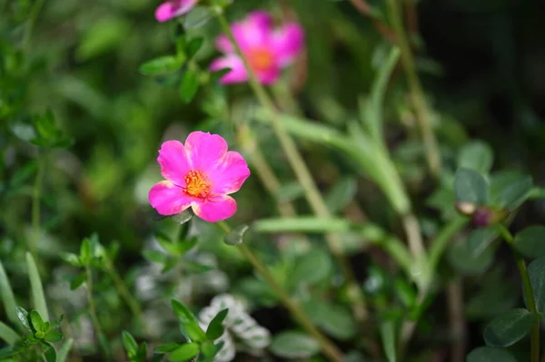 花园中美丽的粉红色花朵的近景 — 图库照片