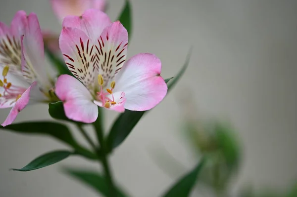 Close View Beautiful Pink Flowers Garden — стоковое фото