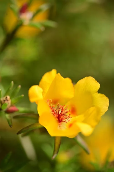 Lindas Flores Amarelas Jardim — Fotografia de Stock