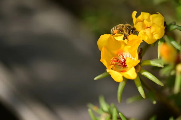 Méhecske Gyönyörű Sárga Virágok Kertben — Stock Fotó