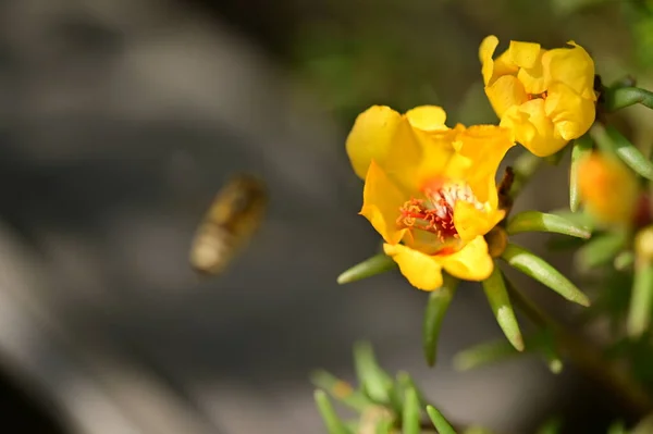 Bellissimi Fiori Gialli Giardino — Foto Stock