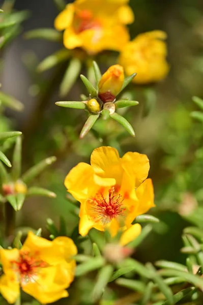 Bellissimi Fiori Gialli Giardino — Foto Stock