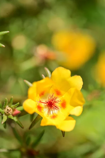 Lindas Flores Amarelas Jardim — Fotografia de Stock