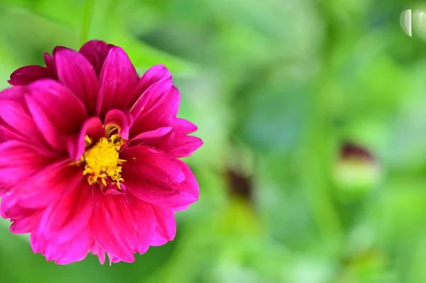 庭の綺麗なピンクの花を間近で見ることができ — ストック写真