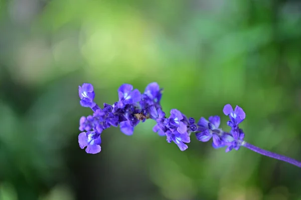 Nahaufnahme Von Schönen Lila Blumen Garten — Stockfoto