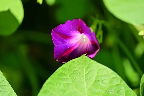 Close Uitzicht Mooie Paarse Bloemen Tuin — Stockfoto