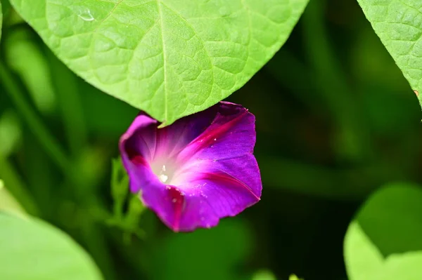 Vista Cerca Hermosas Flores Púrpuras Jardín — Foto de Stock