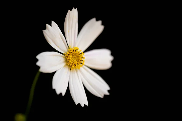 黑色背景的美丽的白花 — 图库照片