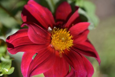 Bahçedeki güzel kırmızı çiçekleri kapat.