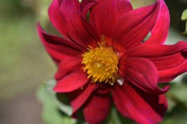 Bahçedeki güzel kırmızı çiçekleri kapat.