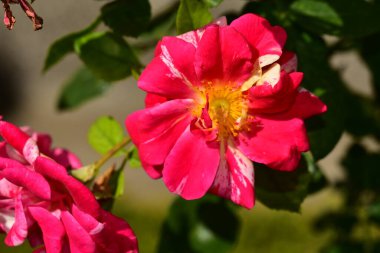 Bahçedeki güzel pembe çiçeklerin yakın görüntüsü