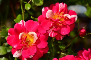 Bahçedeki güzel pembe çiçeklerin yakın görüntüsü