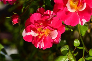 Bahçedeki güzel pembe çiçeklerin yakın görüntüsü