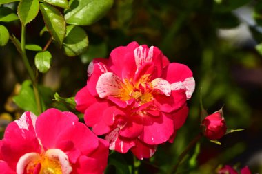 Bahçedeki güzel pembe çiçeklerin yakın görüntüsü