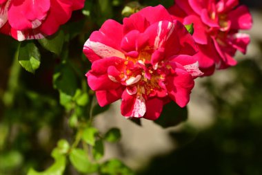 Bahçedeki güzel pembe çiçeklerin yakın görüntüsü