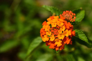 Bahçedeki güzel turuncu çiçekleri kapat.