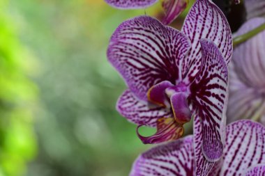 Bahçedeki güzel mor çiçeklerin yakın çekim görüntüsü