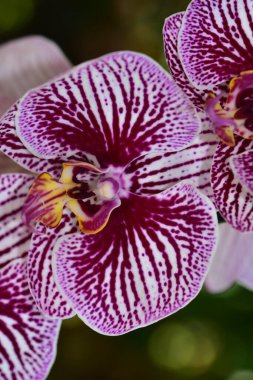 Bahçedeki güzel mor çiçeklerin yakın çekim görüntüsü